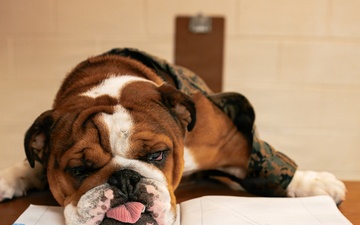 Bruno Stands on Duty