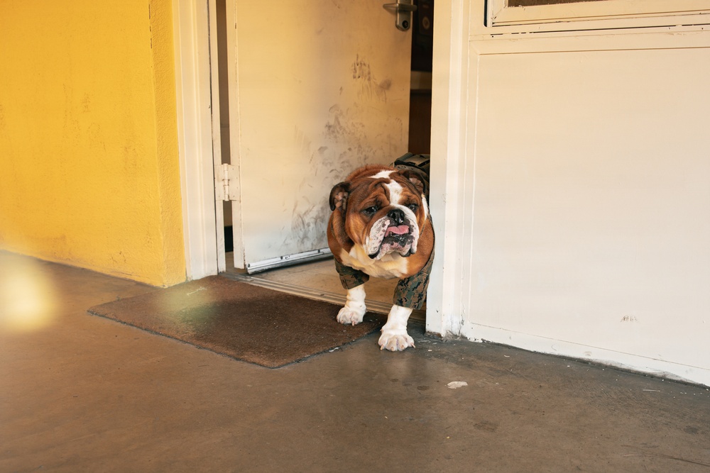 Bruno Stands on Duty