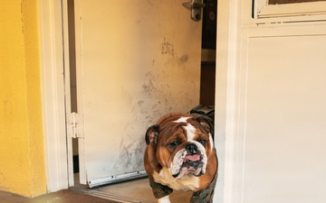 Bruno Stands on Duty