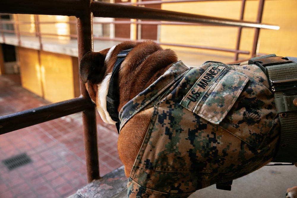 Bruno Stands on Duty