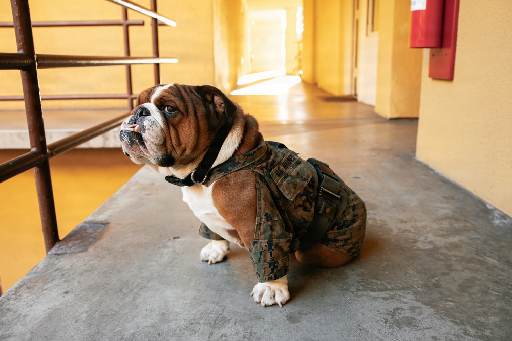 Bruno Stands on Duty