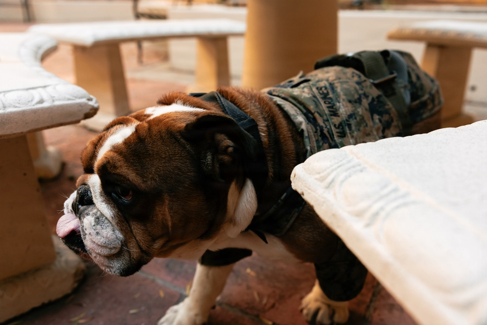 Bruno Stands on Duty