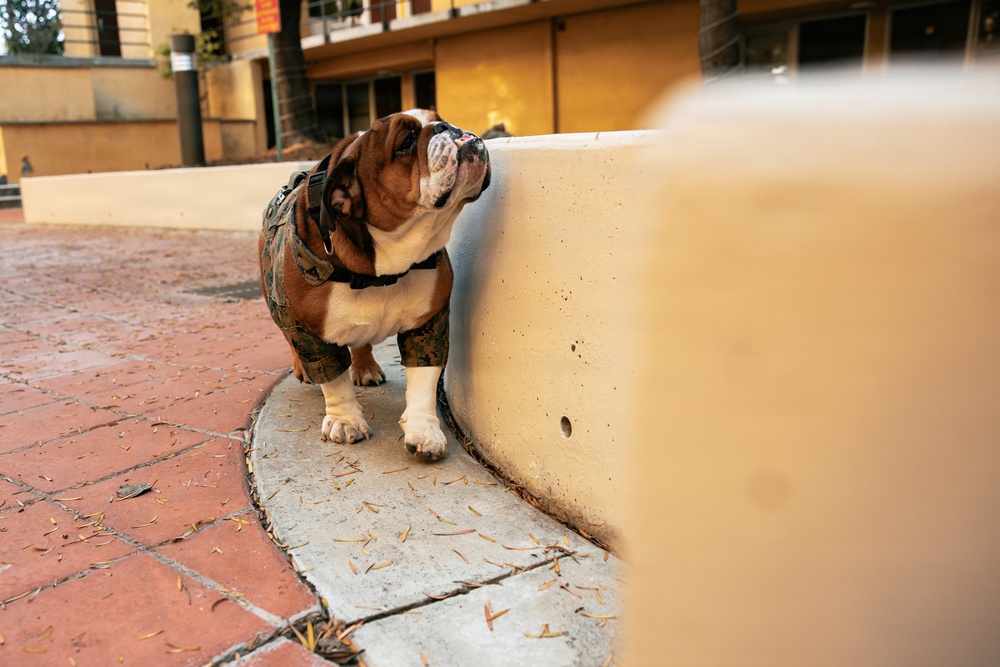 Bruno Stands on Duty