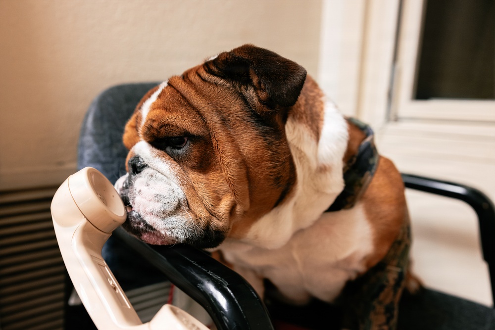 Bruno Stands on Duty