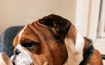 Bruno Stands on Duty