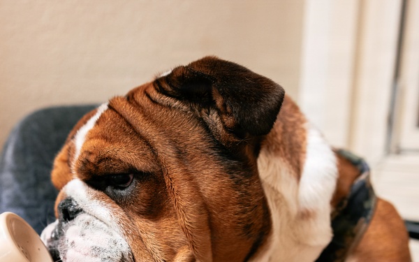 Bruno Stands on Duty