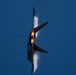 F-22 Raptor Aerial Demonstration Team performs at Pikes Peak Regional Airshow 2024