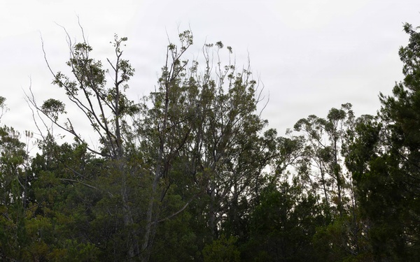 Jungle Medicine Training Course: Field Training Exercise