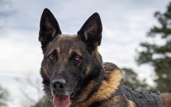 K9 Handlers at MCAS Cherry Point