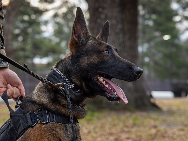 K-9 Handlers at MCAS Cherry Point