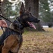 K9 Handlers at MCAS Cherry Point