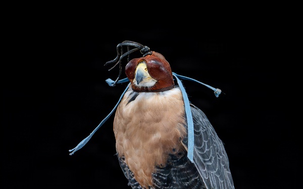 USAFA Falconry