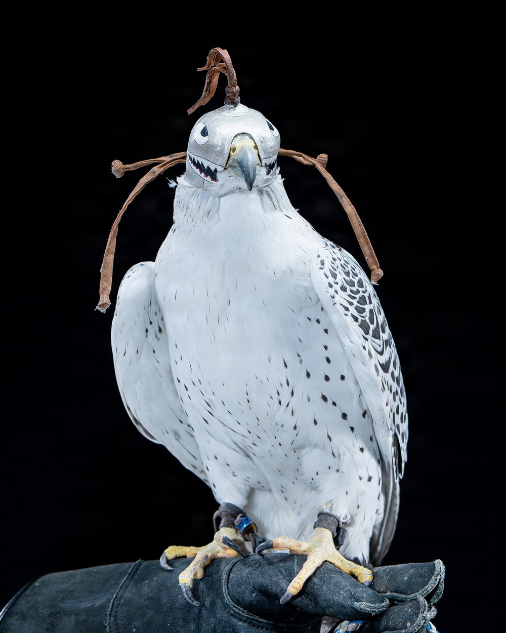 USAFA Falconry