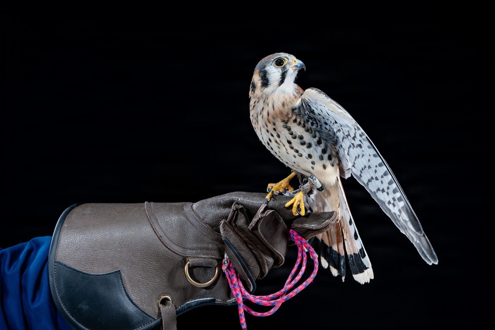USAFA Falconry