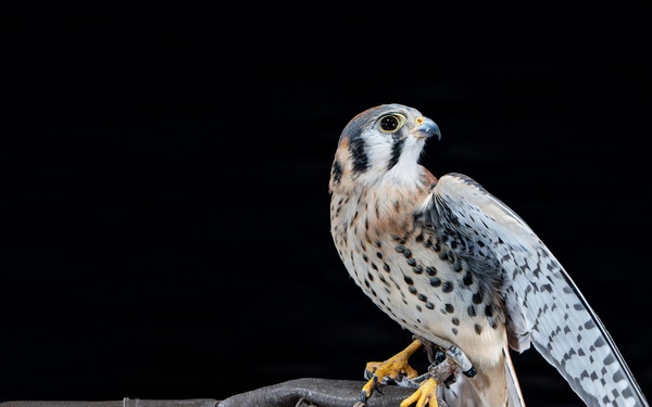 USAFA Falconry
