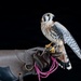 USAFA Falconry