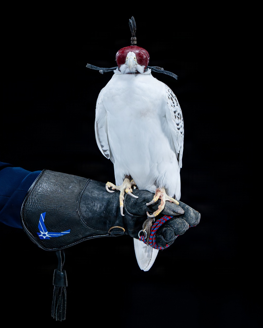 USAFA Falconry