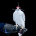 USAFA Falconry