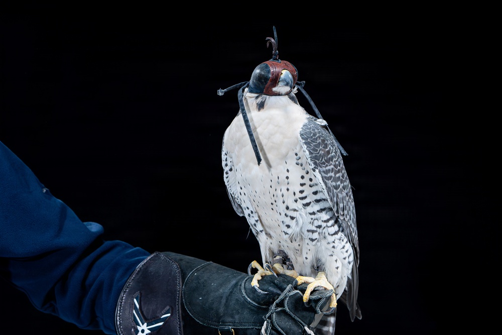 USAFA Falconry