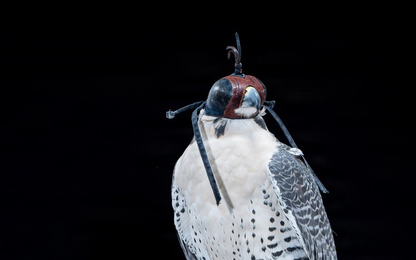 USAFA Falconry