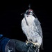 USAFA Falconry