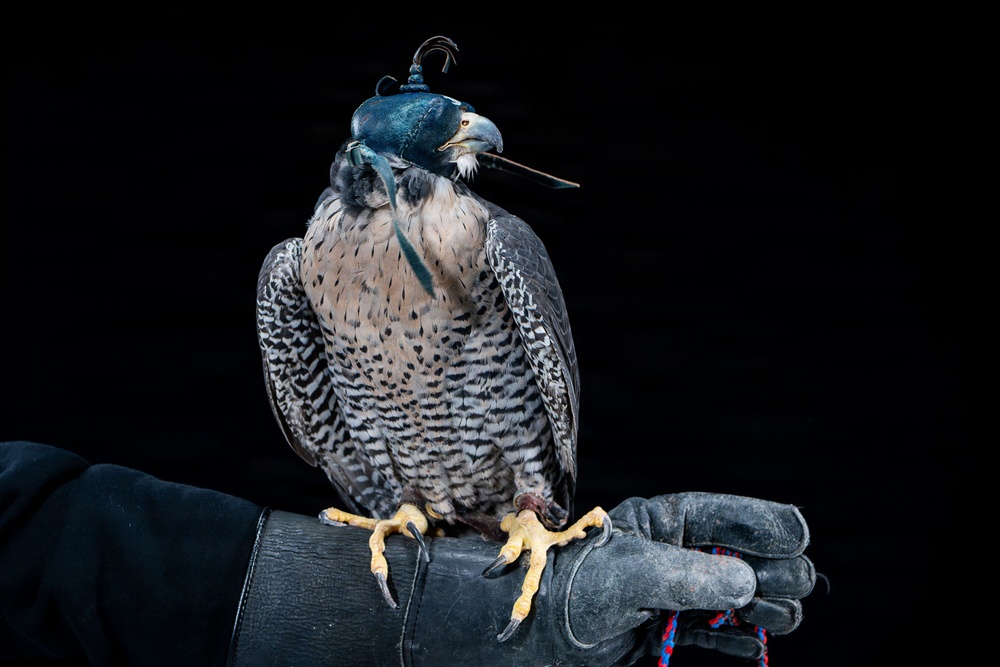 USAFA Falconry