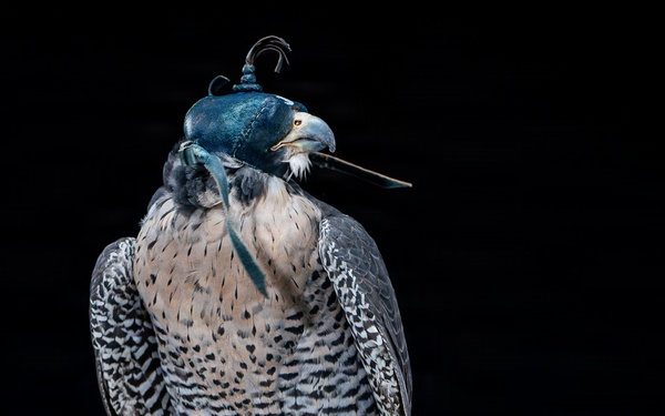USAFA Falconry