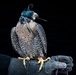 USAFA Falconry
