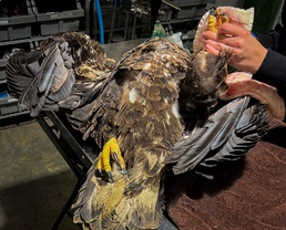 Grounded eagles returned to flight