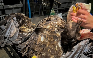 Grounded eagles returned to flight