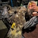 Grounded eagles returned to flight