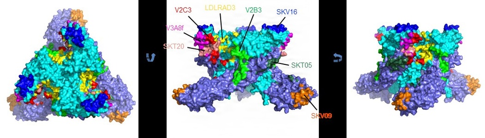 USAMRIID collective study demonstrates potential broad-spectrum anti-alphavirus therapeutics
