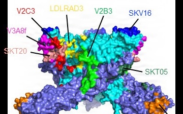 USAMRIID collective study demonstrates potential broad-spectrum anti-alphavirus therapeutics
