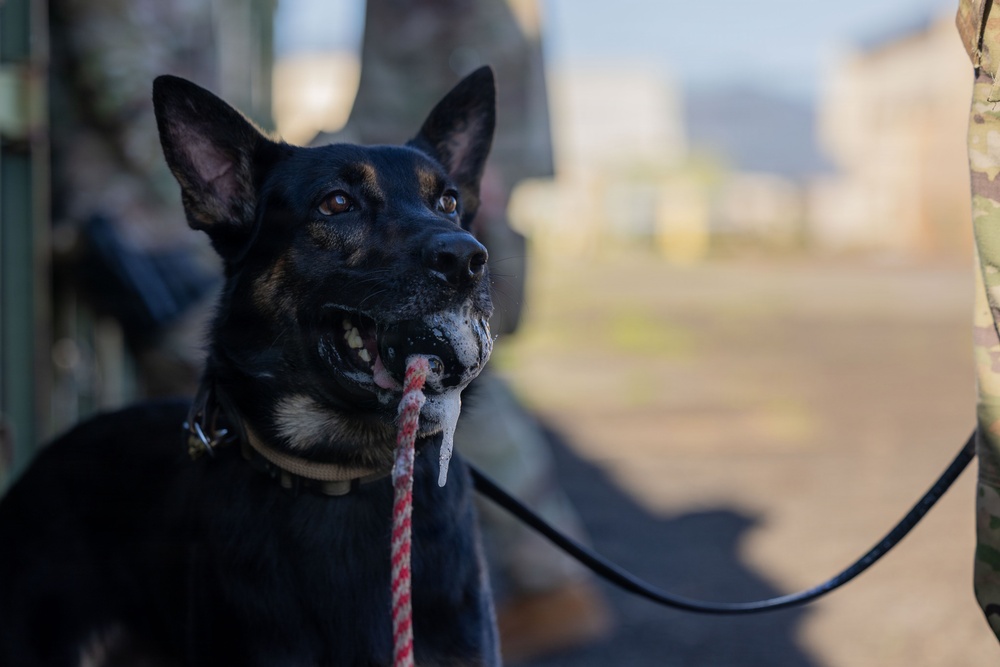 8th Military Police Brigade military working dog teams validation