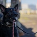 8th Military Police Brigade military working dog teams validation