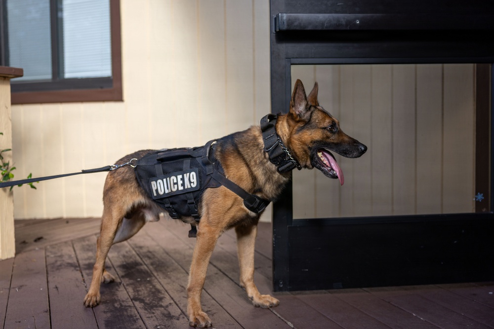 8th Military Police Brigade military working dog teams validation