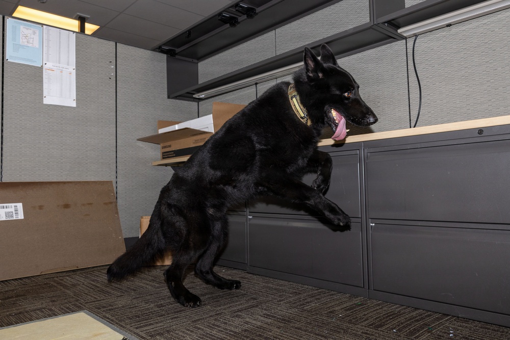 8th Military Police Brigade military working dog teams validation