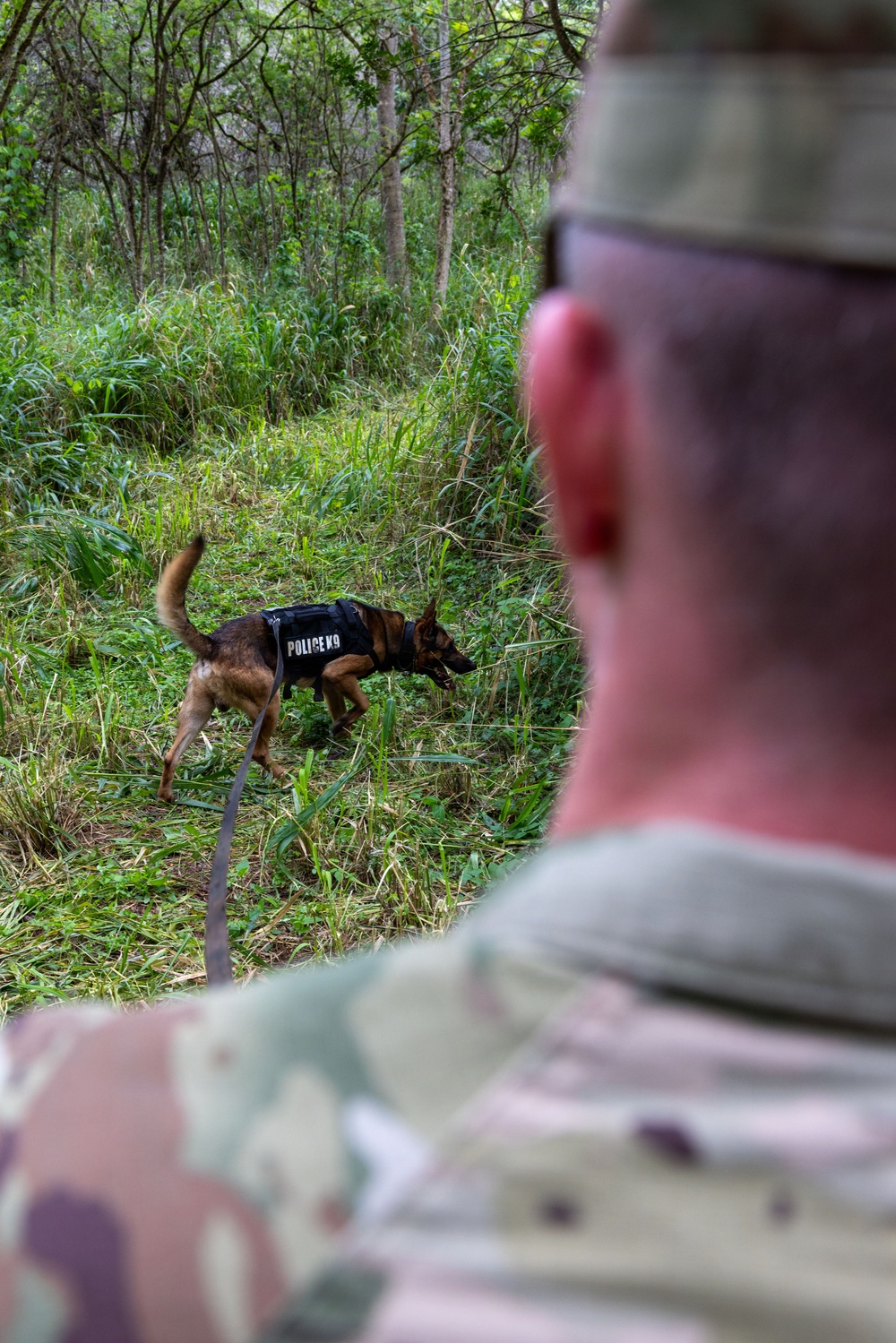 8th Military Police Brigade military working dog teams validation