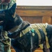 A “Tail” of Service: Famous “Doggles” dog MWD Nick retires after six years