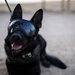 A “Tail” of Service: Famous “Doggles” dog MWD Nick retires after six years
