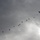 Yokota supports first JGSDF-hosted multinational airborne exercise Yokota supports first JGSDF-hosted multinational airborne exercise