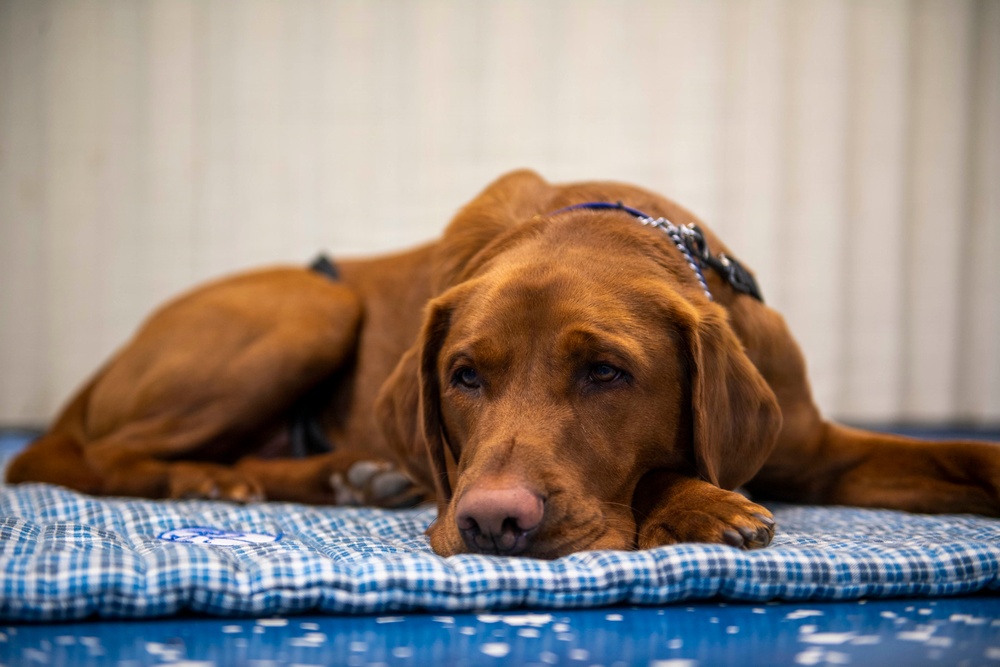 USS Carl Vinson (CVN 70) Daily Operations