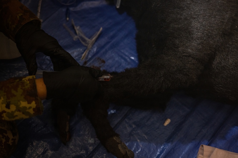 SETAF-AF hosts Best Medic Competition with Ghanaian, Liberian, Italian Medical Forces