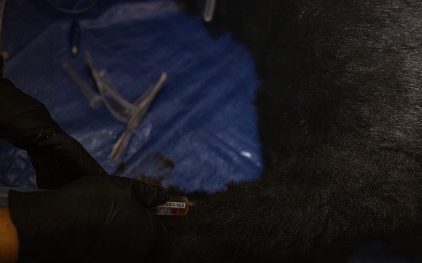 SETAF-AF hosts Best Medic Competition with Ghanaian, Liberian, Italian Medical Forces