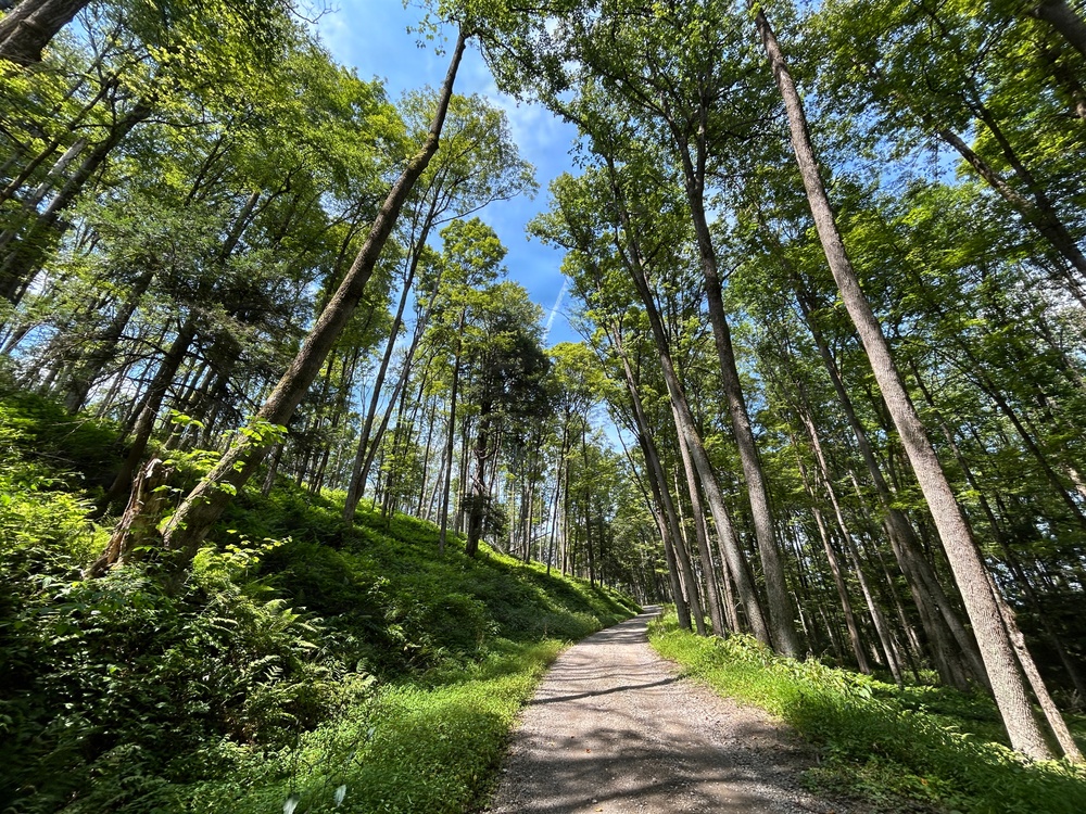 Towering Tree Stands