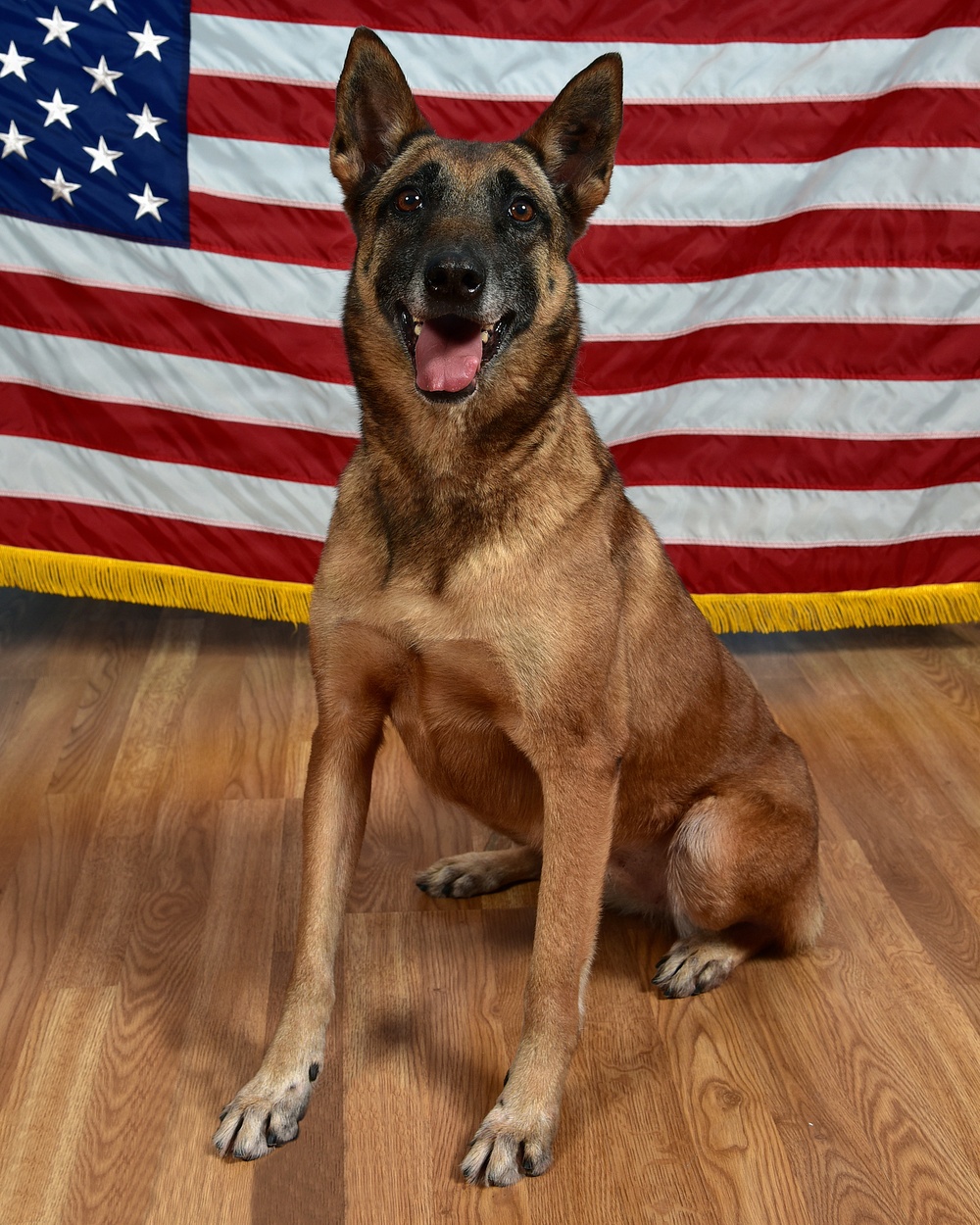 Military Working Dog