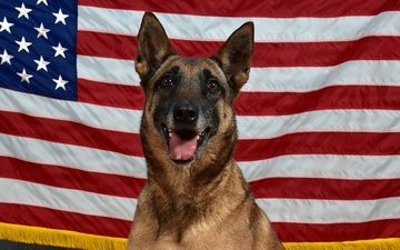 Military Working Dog