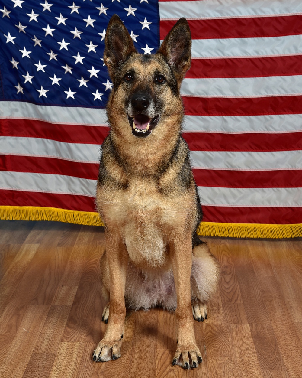 Military Working Dog