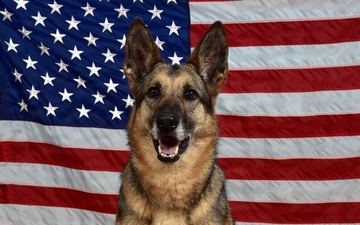 Military Working Dog