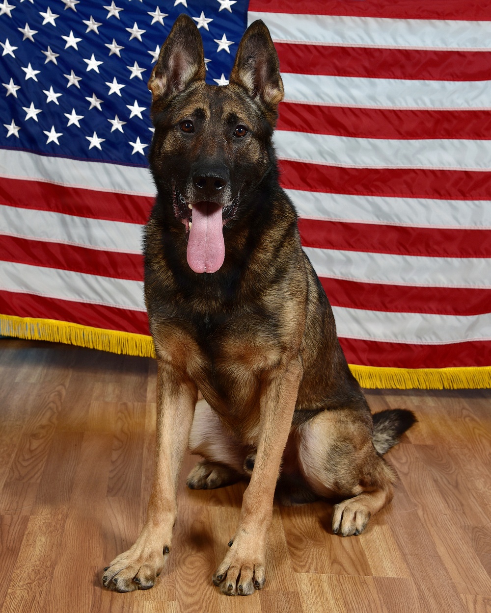 Military Working Dog